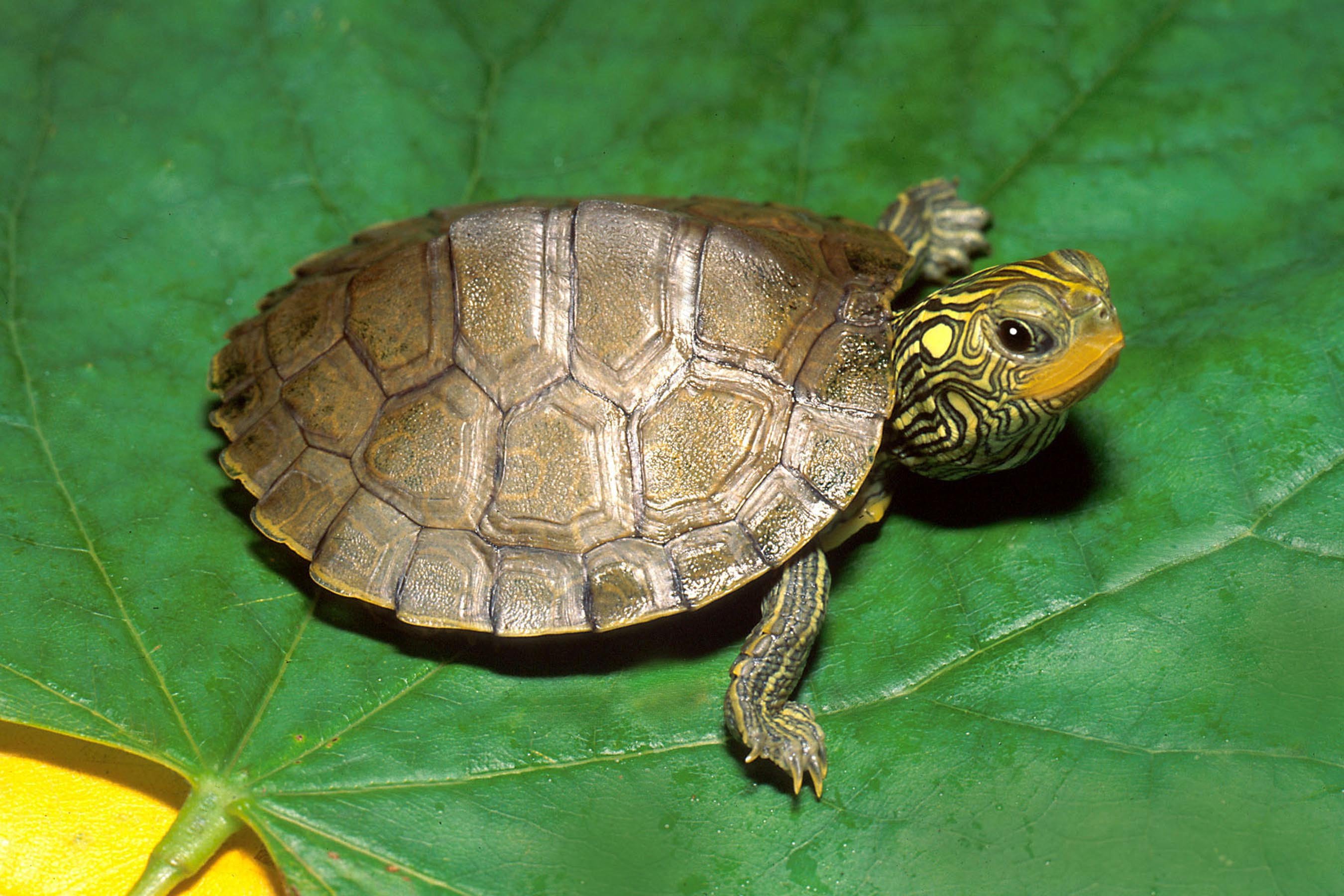 This is a box turtle